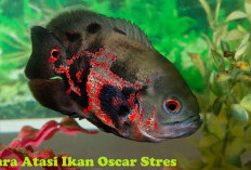 Ikan Oscar Stres, Jangan Panik! Ini 3 Cara Mengatasinya!