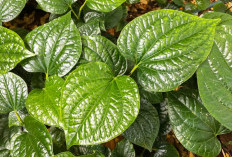 Daun Sirih Tanaman Herbal Ajaib, Ternyata   Manfaatnya Untuk Wajah Memukau Lho!