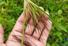Bikin Anda Dikelilingi Wanita Cantik, Bulu Perindu Ilmu Pelet Terkenal dari Betawi 