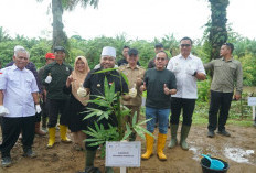 Bentuk Dukungan Konservasi Hutan, Gubernur Bengkulu Tanam Segini Banyak Pohon