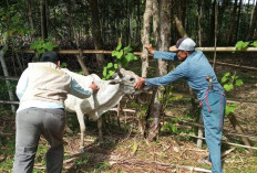 Vaksinasi Ternak Masyarakat Untuk Penyakit Ngorok Tuntas, Jumlah Ternak Mati Menurun 