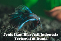 WOW! 6 Jenis Ikan Hias Asli Indonesia Terkenal di Dunia, Salah Satu Jenisnya Mengejutkan