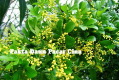 Daun Pacar Cina Obat Tradisional Ginjal dan Diabetes, Berikut Cara Penggunaannya!