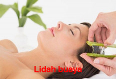 Lidah Buaya Simpan 6 Rahasia Kecantikan Alami, Solusi Tampil Cantik Tanpa Bahan Kimia Berbahaya