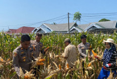 Wujud Nyata Jaga Ketahanan Pangan, Begini Tindak Kapolsek Kota Manna Saat Panen Raya Jagung