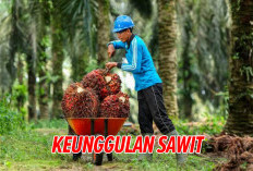 3 Keunggulan Sawit Dibandingkan   Kelapa Dalam, Ini Penjelasannya