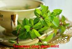 Tak Hanya Cantik dipandang Tapi Juga Kaya Manfaat! Yuk Tanam 5 Tanaman Obat Ini di Rumah