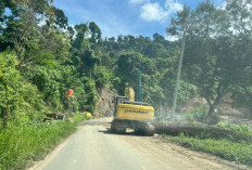 Jalan 16 Kilometer dari Ulu Manna - Air Nipis Segera Bisa Dilewati, Langsung Hotmix!