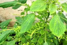 Boleh Dicoba, Tumbuhan Liar Bisa Atasi Gangguan Pencernaan, Ini Nama dan Cara Penggunaannya