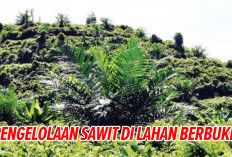 Pengelolaan Sawit di Lahan Berbukit,   Terapkan Tips Ini Agar Hasil Maksimal