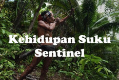 Buas dan Bringas! Yuk Intip Pola Kehidupan dari Suku Sentinel