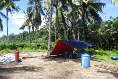 Biaya Bengkak, Pembongkaran Kapal   GCS Georgia Sejahtera Dihentikan