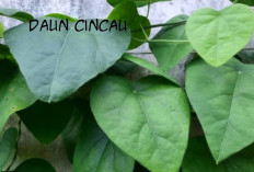 Tak Hanya Jadi Santapan Segar, Daun Cincau Diam-diam Berkhasiat, Bisa Sembuhkan Tipes hingga Diabetes