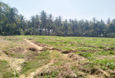 Sulit Air, Petani Semangka Diprediksi Merugi Lebih 50 Persen