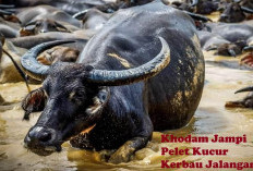 Khodam Jampi Pelet Kucur Kerbau Jalangan Terbukti Manjur, Bikin Wanita Klepek-Klepek