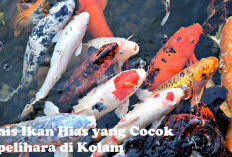 Ingin Memelihara Ikan Hias di Kolam, Yuk Kenali Jenis yang Cocok Dipelihara di Sini!