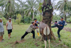 Respon Ternak Banyak Mati Mendadak, Balai Veteriner Provinsi Lampung Datang ke BS