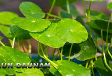 Stop Konsumsi Obat Kimia, Daun-Daunan Untuk Obat Gatal Efektif! Minim Efek Samping Loh!