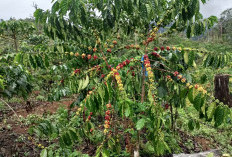 Cuaca Tak Menentu, Produksi Kopi Suka Jaya Turun Drastis, Tinggal 1 Ton per Hektare