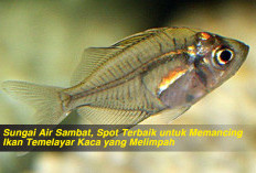 Sungai Air Sambat, Spot Terbaik untuk Memancing Ikan Temelayar Kaca yang Melimpah