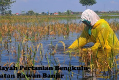 17 Wilayah Pertanian Bengkulu Selatan Rawan Banjir, Simak Lokasinya