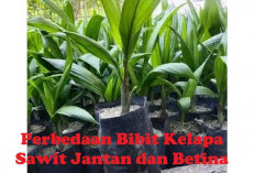 Tahu Perbedaan Bibit Kelapa Sawit Jantan dan Betina? Simak di Sini Cara Membedakannya