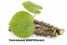 5 Manfaat Tanaman Brotowali Baik untuk Kesehatan, Salah Satunya di Luar Perkiraan