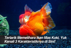 Tertarik Memelihara Ikan Mas Koki, Yuk Kenali 3 Karakteristiknya di Sini!