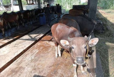 Hewan Kurban di Bengkulu Berlebih, Daerah Terbanyak Ternak Bukan Kaur, Segini Jumlahnya