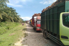Petani Sawit Menyala!  Harga TBS di BS Tembus Rp 2.910 per Kilogram, Brondol Rp 3.380 Per Kilogram
