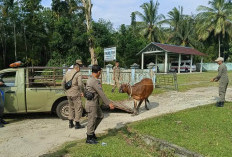 Tegakkan Perda, Satpol Kaur Operasi Ternak Liar Secara Besar-Besaran 