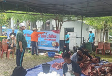 Panitia Kurban Masjid Baitul Izzah Bengkulu Potong Hewan Kurban Presiden Prabowo Subianto Seberat 1 Ton 