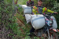 Petani Kopi Meradang! Produksi Kopi Kaur Anjlok, Harga Ikut Turun 