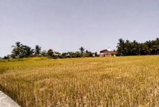 Kemarau Panjang, Ribuan Hektare Sawah Kaur Berhenti Tanam