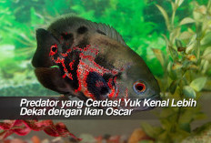 Predator yang Cerdas! Yuk Kenal Lebih Dekat dengan Ikan Oscar