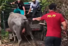 Baru Dua Desa Satgas Ternak Bergerak,  190 Pemdes Masih Abaikan SE Bupati!