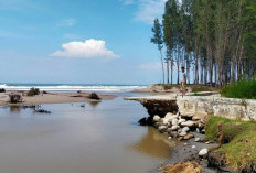 Awal Tahun, Komunitas Pegiat Mangrove Maje Jalankan Program Perdana Penanaman Mangrove di Kawasan Wisata
