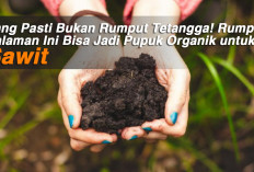 Yang Pasti Bukan Rumput Tetangga! Rumput Halaman Ini Bisa Jadi Pupuk Organik untuk Sawit