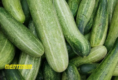 9 Manfaat Mentimun Tanaman Herbal yang Enak dan Segar! Bisa Kontrol Berat Badan Loh