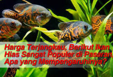 Harga Terjangkau, Berikut Ikan Hias Sangat Populer di Pasaran, Apa yang Mempengaruhinya?