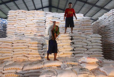 Penyerapan Pupuk Subsidi se-Provinsi Bengkulu di Bawah 40 Persen, Diminta Percepat Penyusunan e-RDKK
