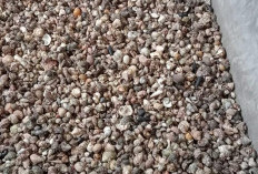 Diawali Coba-Coba Jadi Sumber Rezeki, Usaha Umang-Umang Warga Kaur Kian Berkembang, Tembus Pasar Luar Provinsi