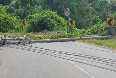 Ditimpa Pohon Besar, Dua Tiang Listrik Roboh, Tutup Jalan Lintas Sumatera 