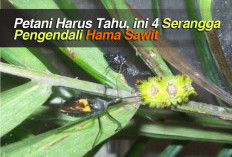 Petani Harus Tahu, ini 4 Serangga Pengendali Hama Sawit