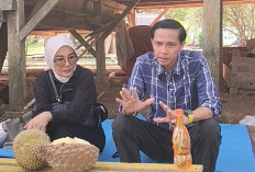 Kabupaten Kaur Berpotensi Wilayah Penghasil Durian Unggul, Bupati: Prospek Menjanjikan!