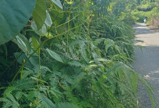 Jalan Provinsi Menyemak, Camat Inisiasi Gotong Royong Tebas Bayang 