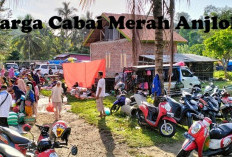 Harga Cabai Merah Anjlok, Ini Dilakukan IRT di Maje