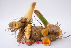 Selain Kunyit, Tanaman Temulawak Bisa Dijadikan Bahan Kecantikan Juga Lho, Yuk Cek Cara Memanfaatkannya!