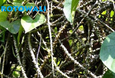 Tanaman Brotowali Bergerigi Rasanya Pahit, Obat Penyakit,  Ini Kandungan di Dalamnya