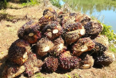Pemprov Bengkulu Kaji Penetapan Dua Skema Harga TBS Sawit, Lindungi Petani Swadaya